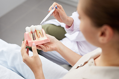 A dental professional holding a model mouth with teeth and gums, examining it closely while seated at a desk.